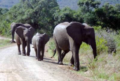 On the first day we were travelling one of the back dirt roads parallel to the river, when we happened across a large female elephant standing in the middle of the road with her back to us.  Most times they will move off as you approach, but this one held her ground, casting the occasional beady eye over her shoulder to keep her eye on us.  It soon became apparent that she was the crossing warden as her small family herd slowly came through the forest eating sweet new leaves as they came.  Once they had all crossed - chided by the occasional matriarchal rumble - she graciously gave up the road and let us pass.