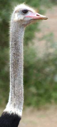 Ostrich