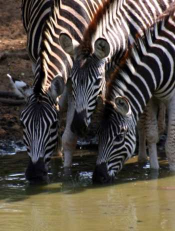 We stayed there for almost six hours and were entertained by a constant parade of animals coming down to drink: Nyala families, small skittish Zebra herds.